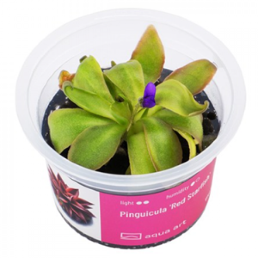 Pinguicula ‘Red Starfish’ – tuklė